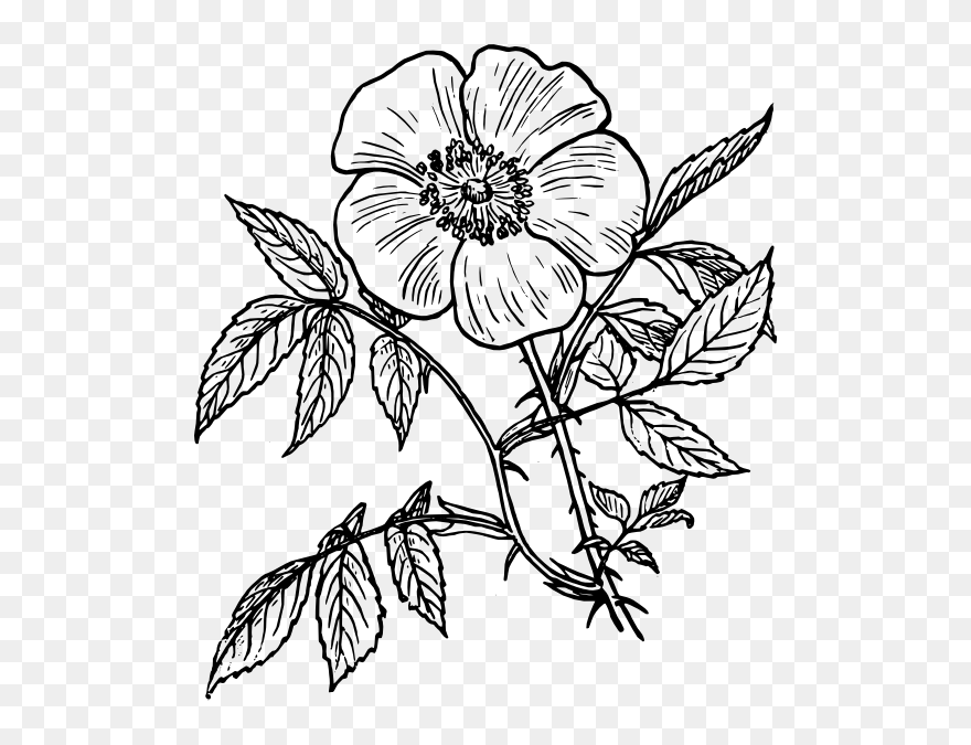 Flower Vine Clipart Black And White Clip Library Rose - Transparent Flower Outline Png