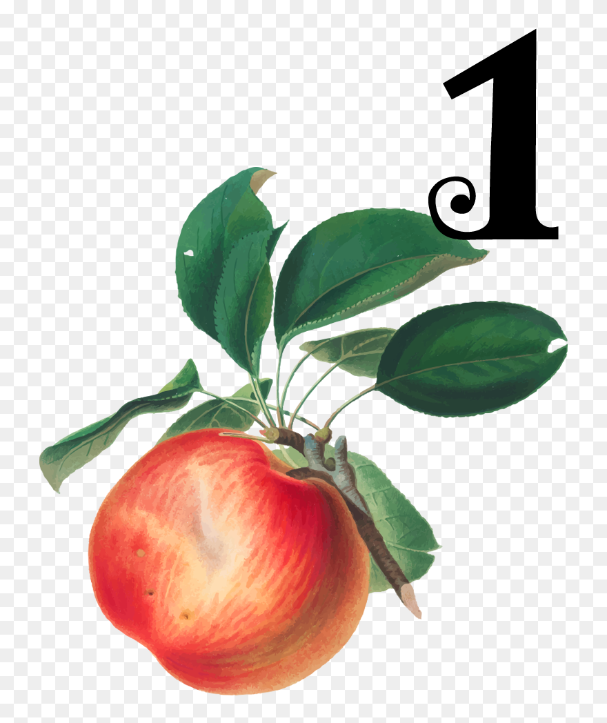 Malus Domestica Botanical Illustration Clipart