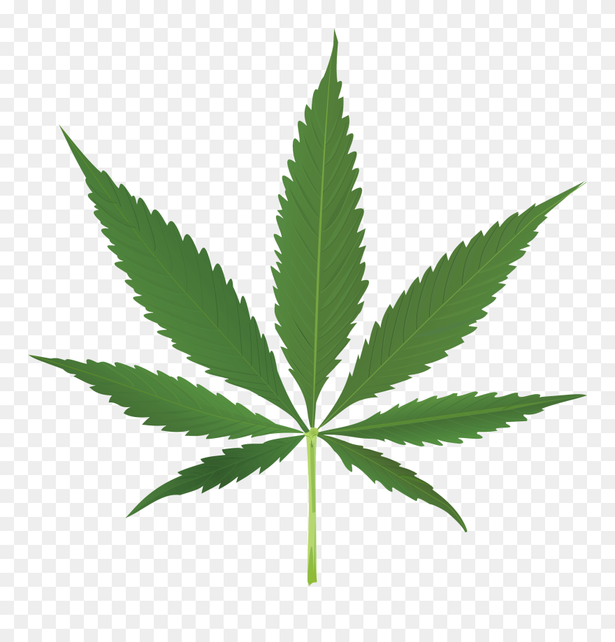 Cannabis Leaf Transparent Background Clipart