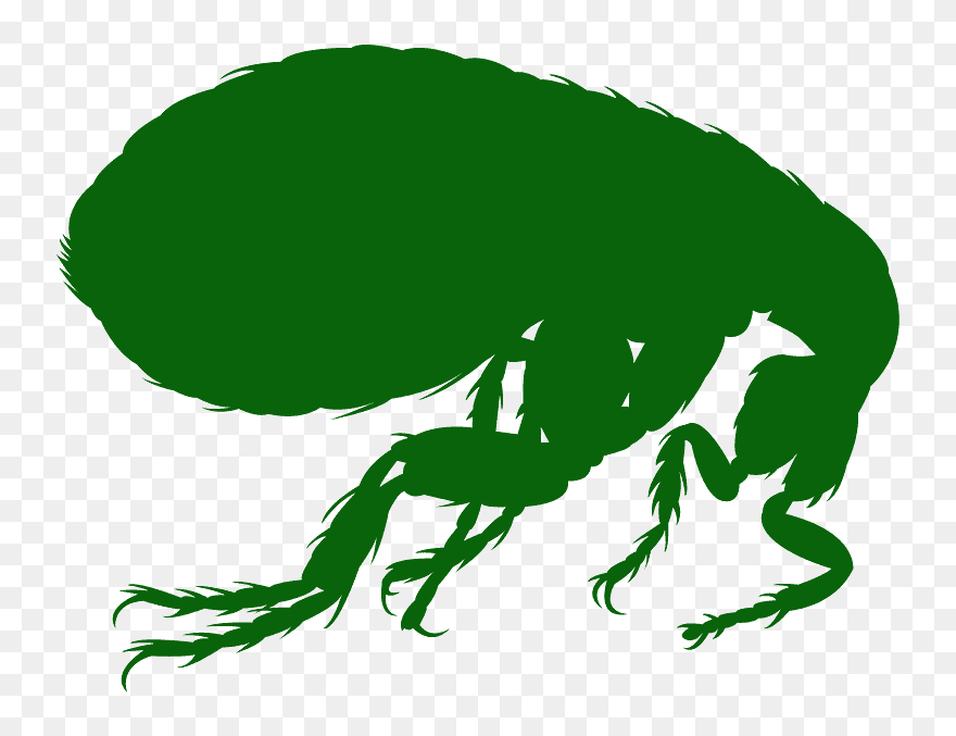 Flea Silhouette Clipart