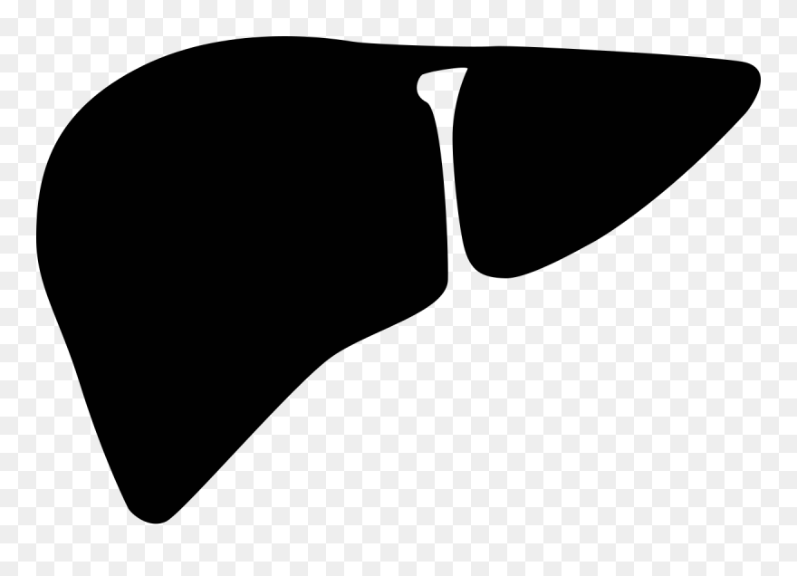 Kidneys Clipart - Png Download