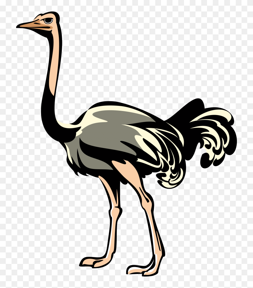 Download Png Free Transparent - Ostrich Png Clipart