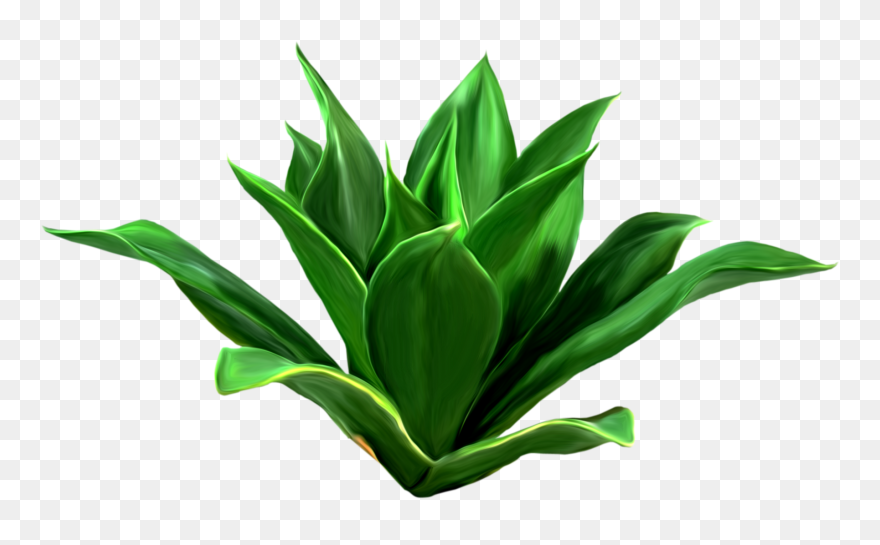 Algae Clipart Seagrass - Seagrass Png Transparent Png