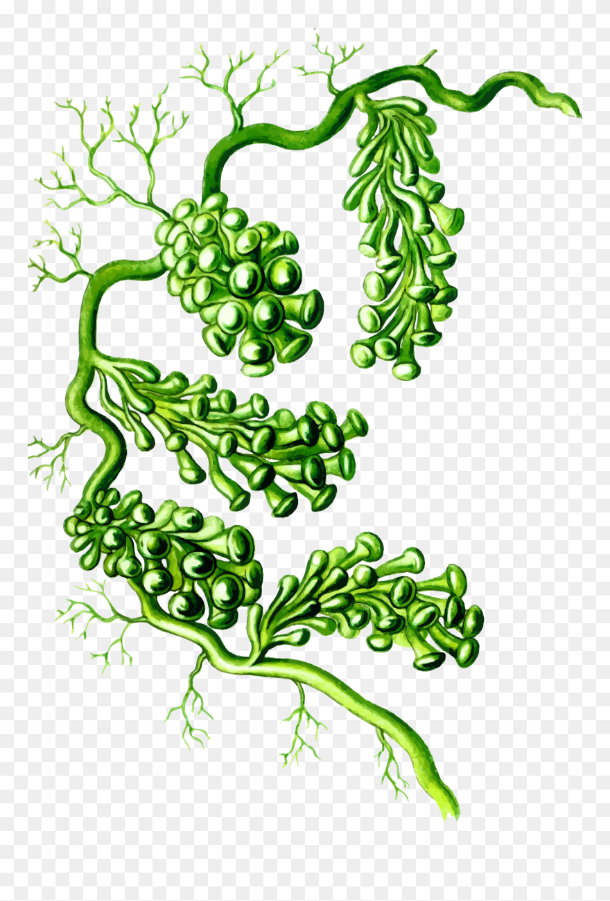 Download Leaf Vegetable,plant,flora Caulerpa Racemosa Png Clipart