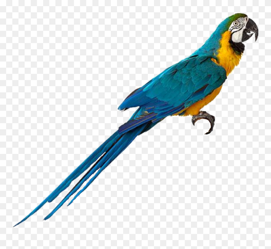 Parrot Bird Drawing - Picsart Parrot Png Clipart