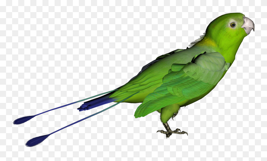 Parrot Clipart Desktop - Green Bird Transparent Background - Png Download
