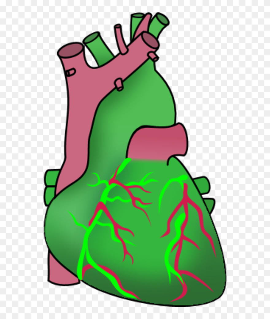 Vector Clip Art - Transparent Background Human Heart Clip Art - Png Download