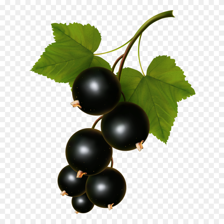 Transparent Fruit Vector Png Clipart