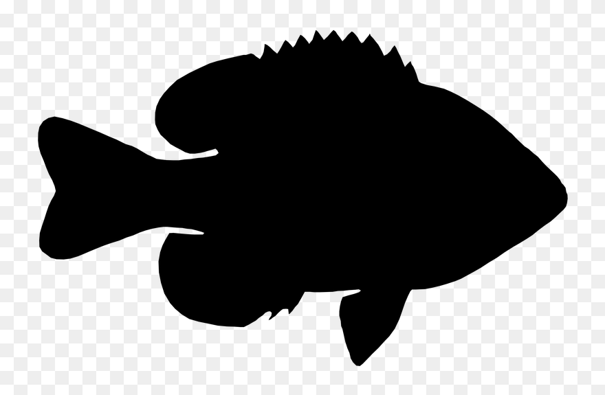 Fish Clip Art Silhouette Black M - Png Download