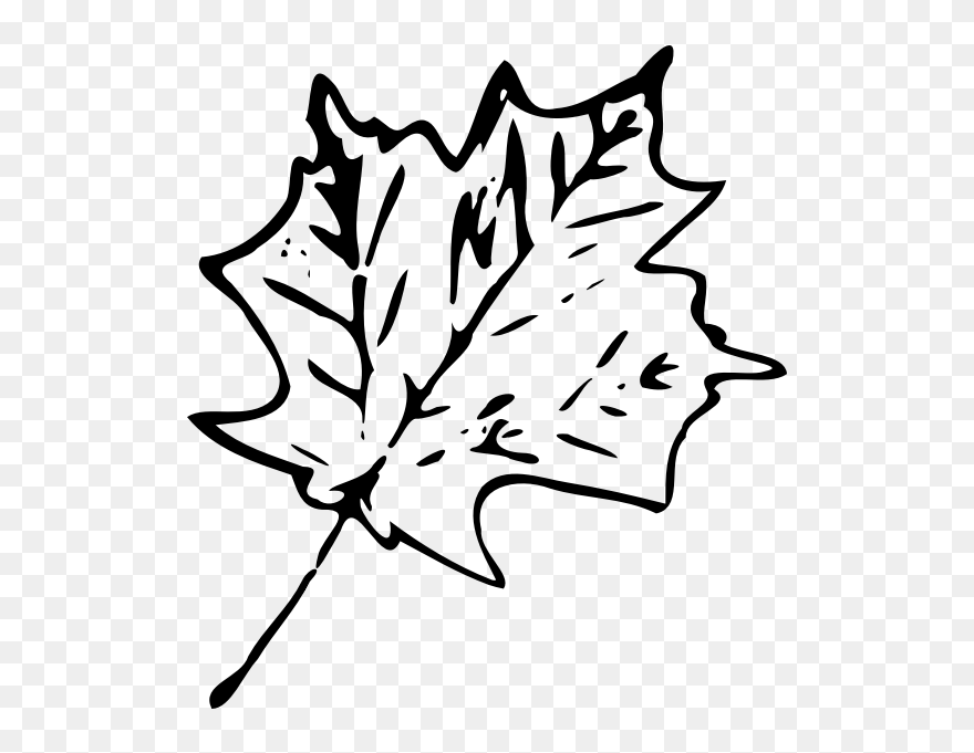 Monochrome Maple Leaf - Black And White Clipart Leaf - Png Download