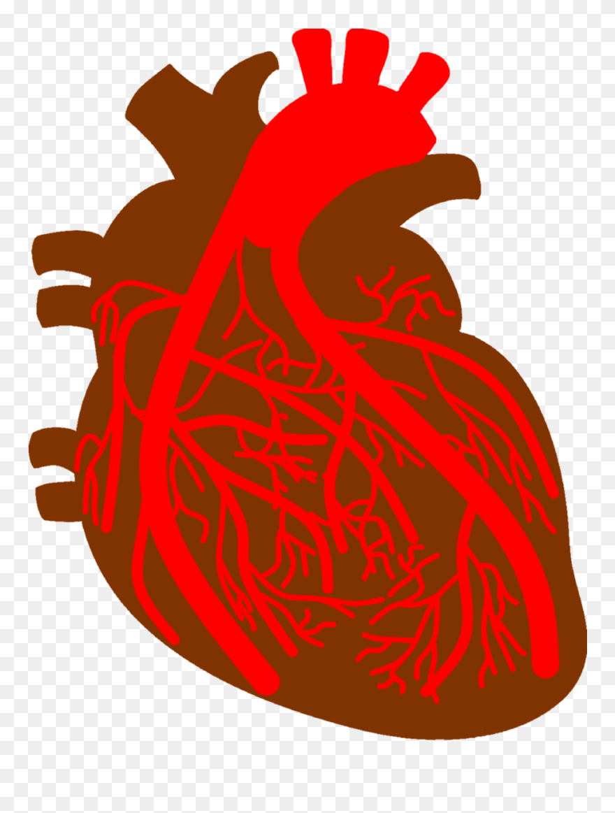 Arterias Png Clipart