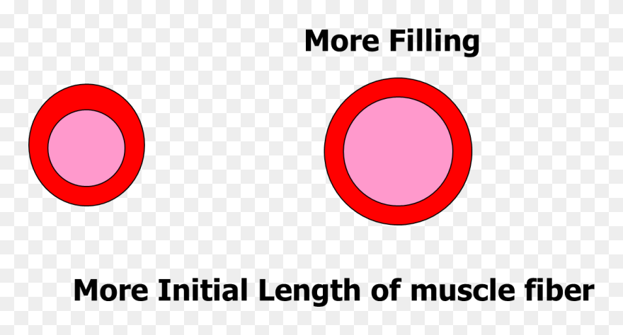 Image Of Initial Length Of Muscle Fiber - Circle Clipart