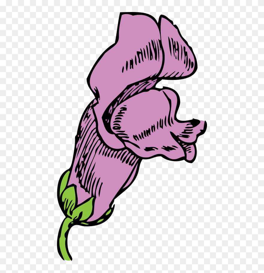 Snapdragon Flower Pink - Draw A Snapdragon Flower Step Clipart