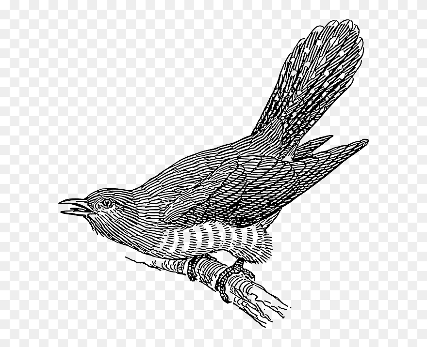 Transparent Black Feathers Png - Clip Art Cuckoo