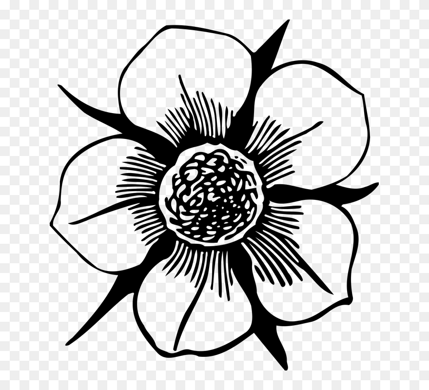 Clipart Outline Floral - Png Download