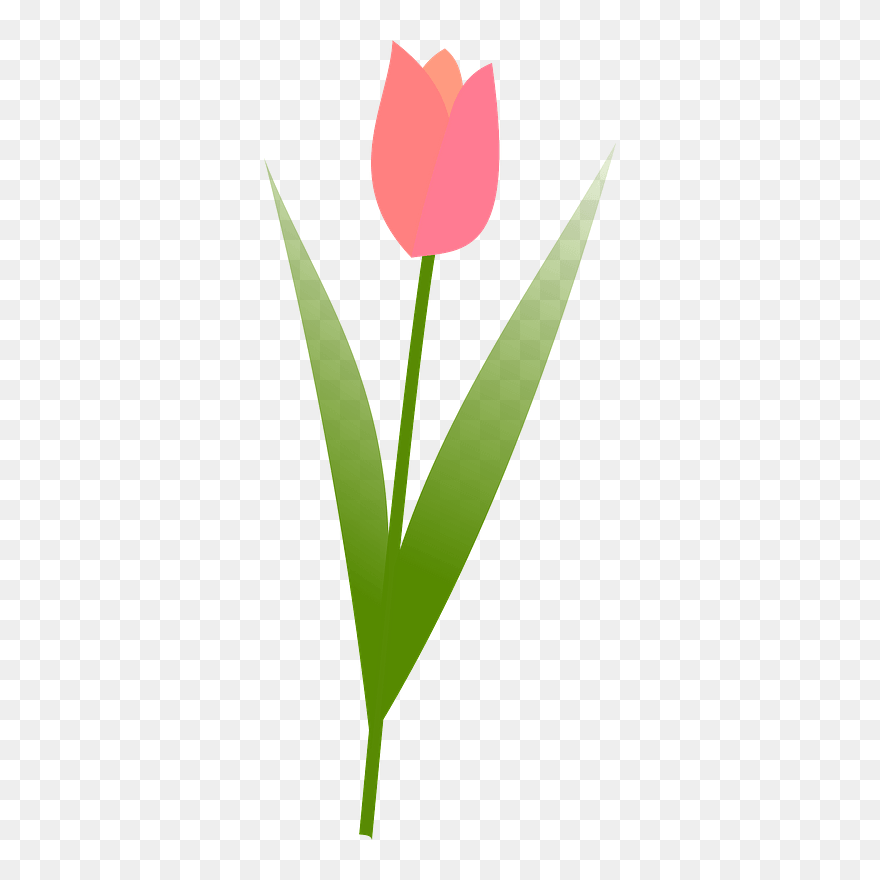 Tulip Clipart - Clip Art Tulips No Background - Png Download