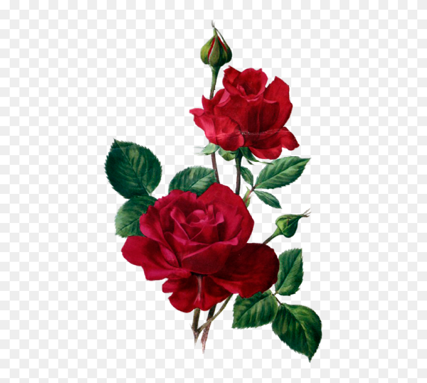 All Things Rose Flower Art - Rosas Rojas En Acuarela Clipart