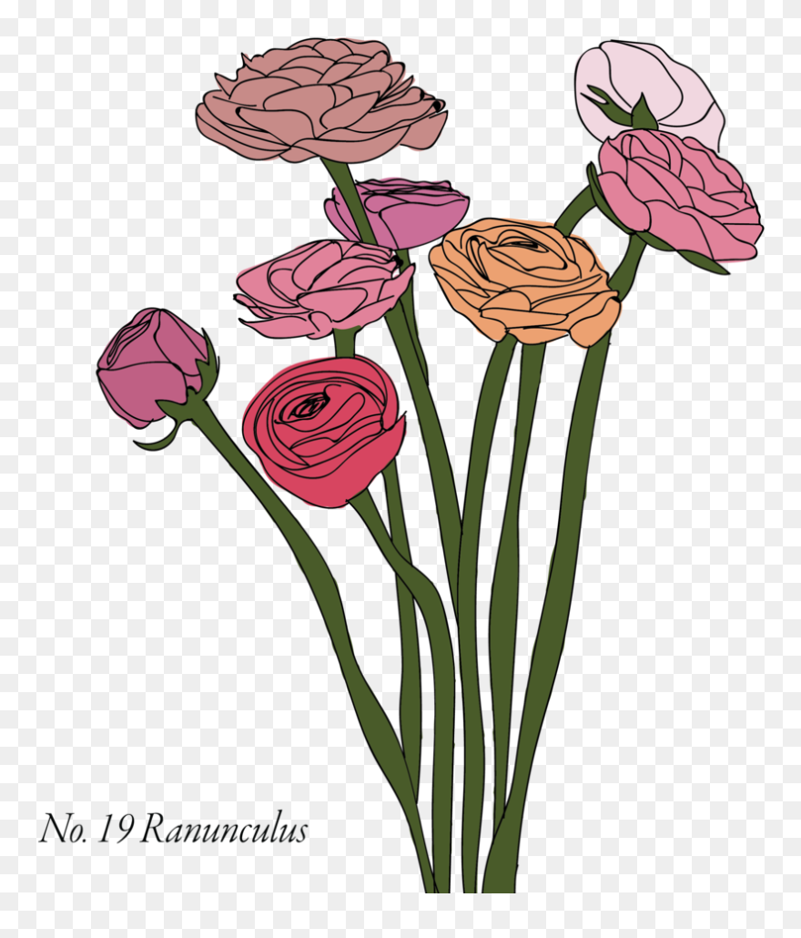 Ranunculus-19 - Rose Clipart
