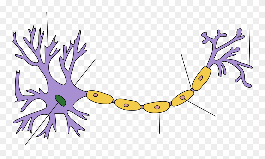 Neuron Structure Clipart