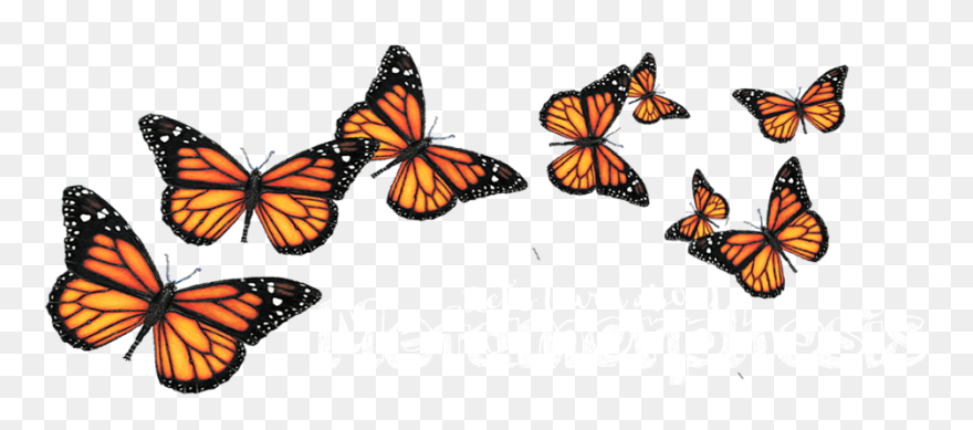 Butterfly Portable Network Graphics Clip Art Insect - Transparent Background Butterflys Png