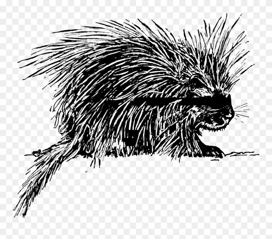 Porcupine Images Png Clipart