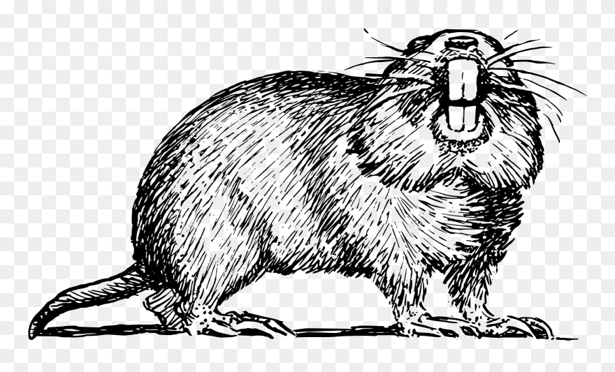 Drawing Of A Gophers Clipart