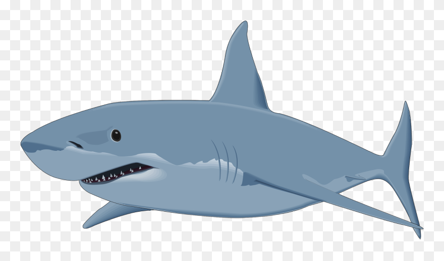 Cartoon Great White Shark Clipart