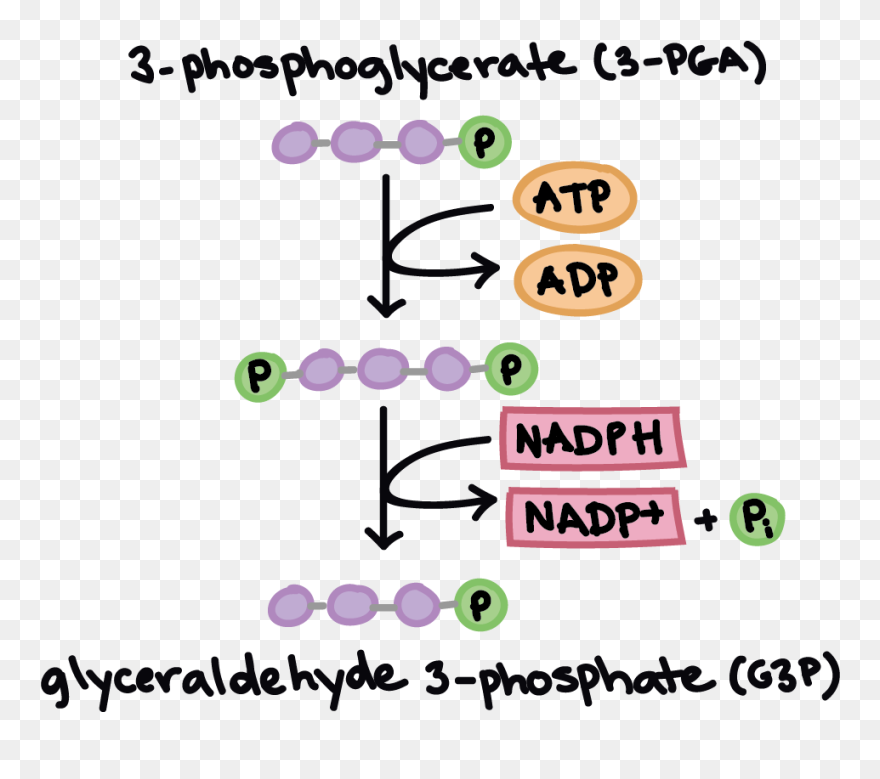 Calvin Cycle Reduction Phase Clipart