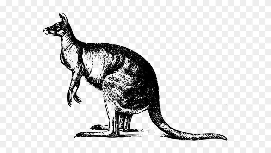 Kangaroo Illustration - Kangaroo Clipart