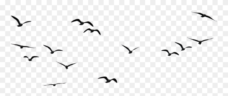 #flyingbirds #birds #flying #effect #circle #glitter Clipart