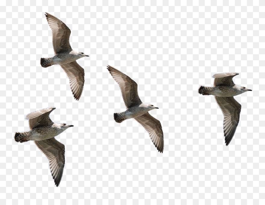 Seagulls Flying Png - Png Image Of Birds Clipart