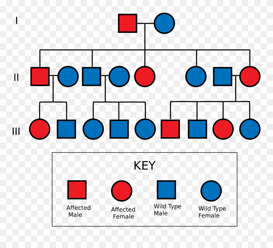 Neurofibromatosis Clipart Jpg Black And White Download - Pedigree Chart For Tourette Syndrome - Png Download