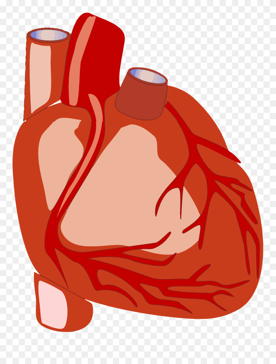 Human Heart Png Clipart Transparent Png