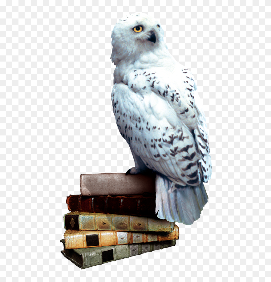 Transparent Sorting Hat Clipart - Harry Potter Hedwig Png