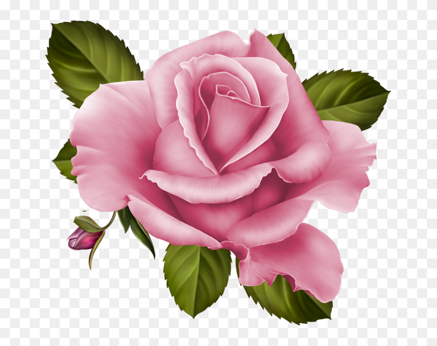 Purple Roses Png Clipart