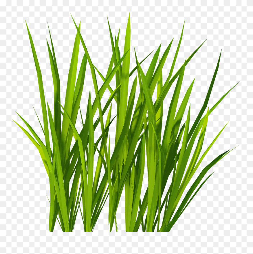 Transparent Grass Background Png - Green Grass Png Clipart