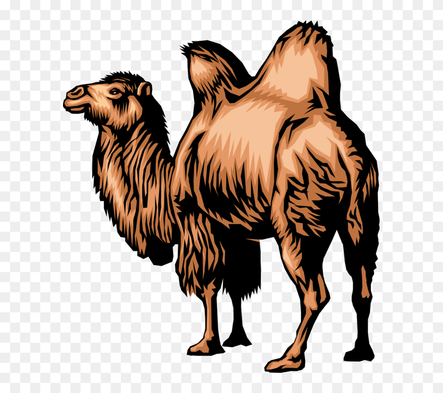 Vector Illustration Of Dromedary Two-humped Camel Beast - Mongolian Camel Clipart - Png Download