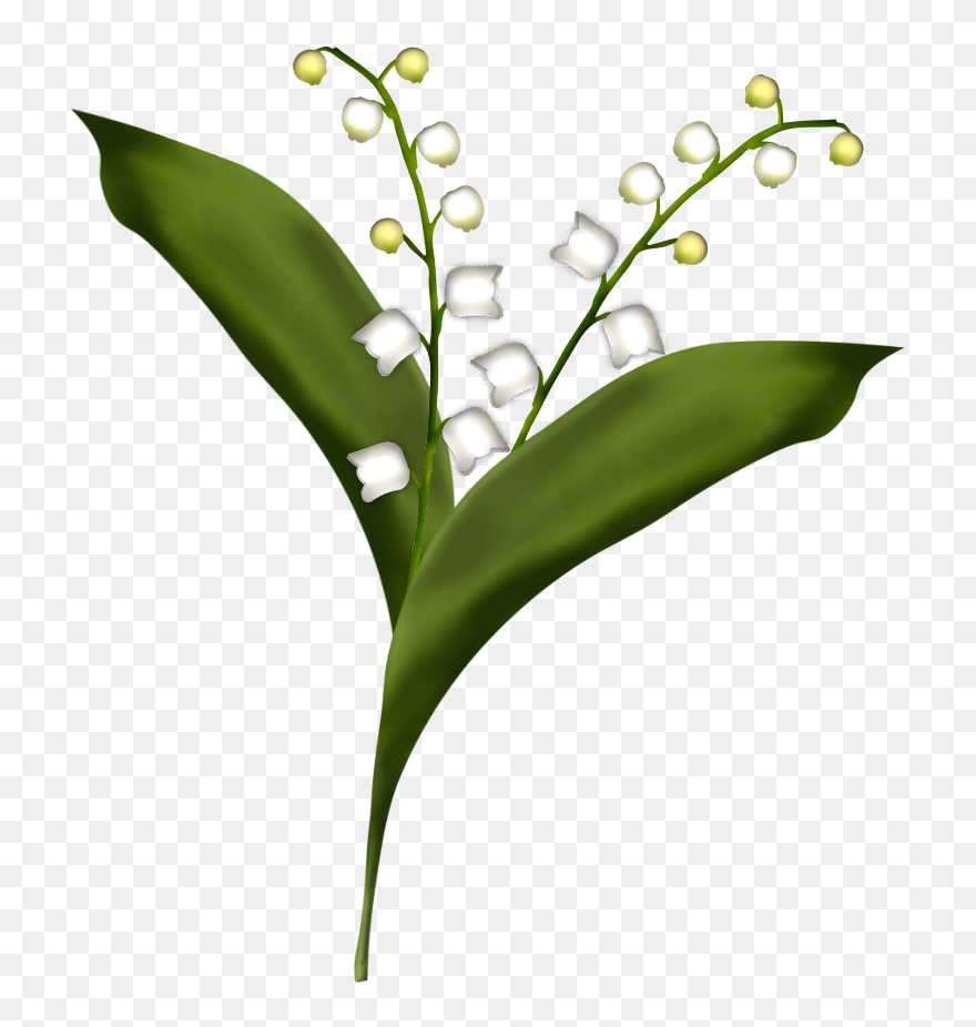 Clipart Gratuit Muguet - Dessin De Brin De Muguet - Png Download