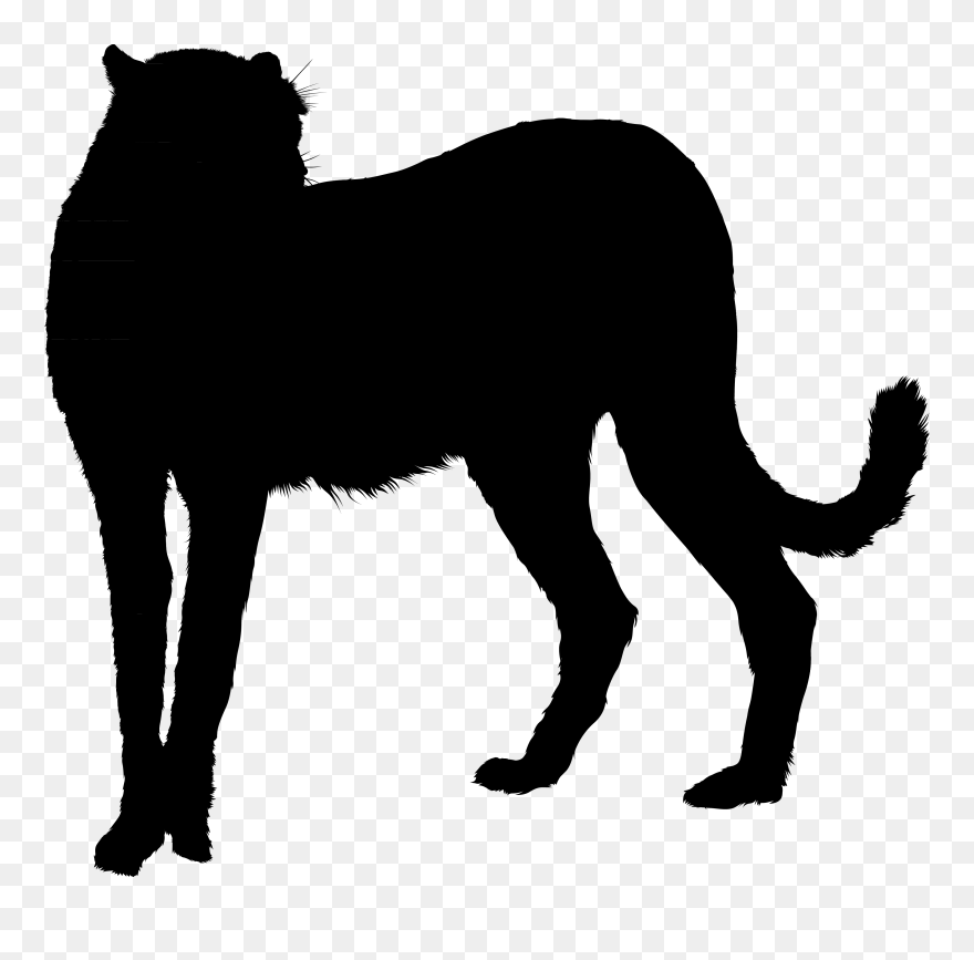 Whiskers Black Cat Black Panther Gif - Gif Clipart