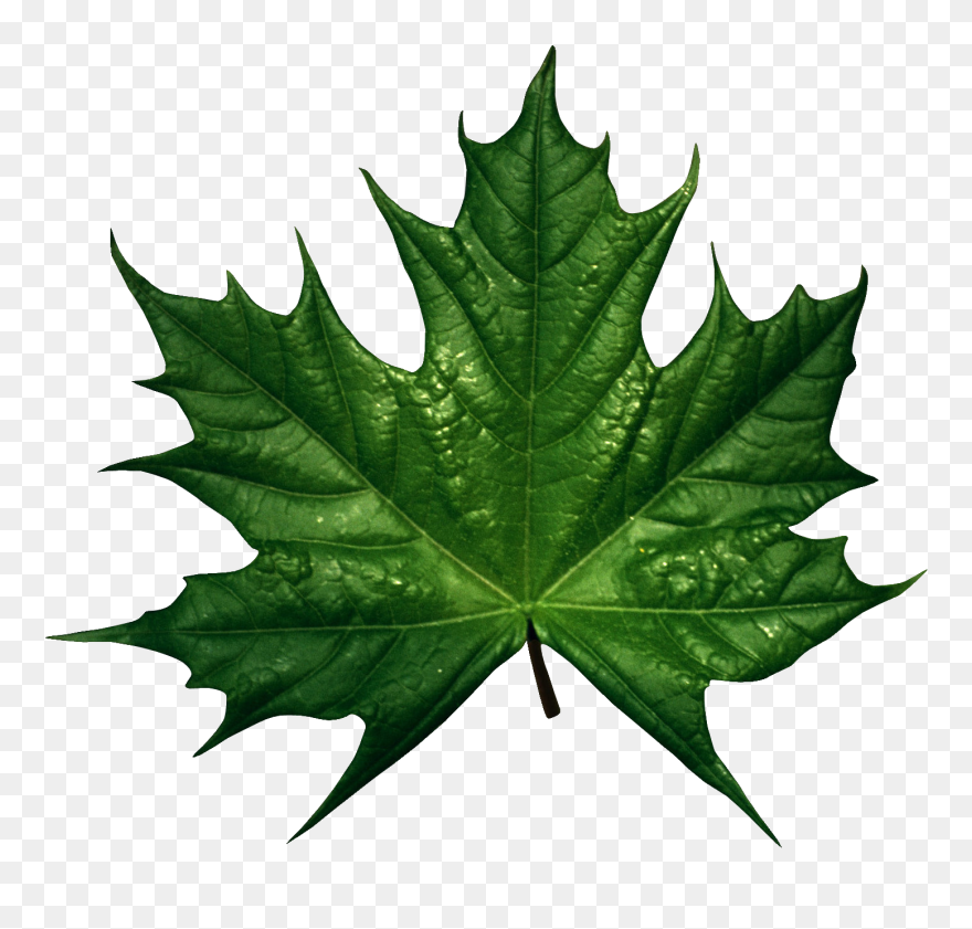 Green Leaf Clipart - Green Maple Leaves Png Transparent Png