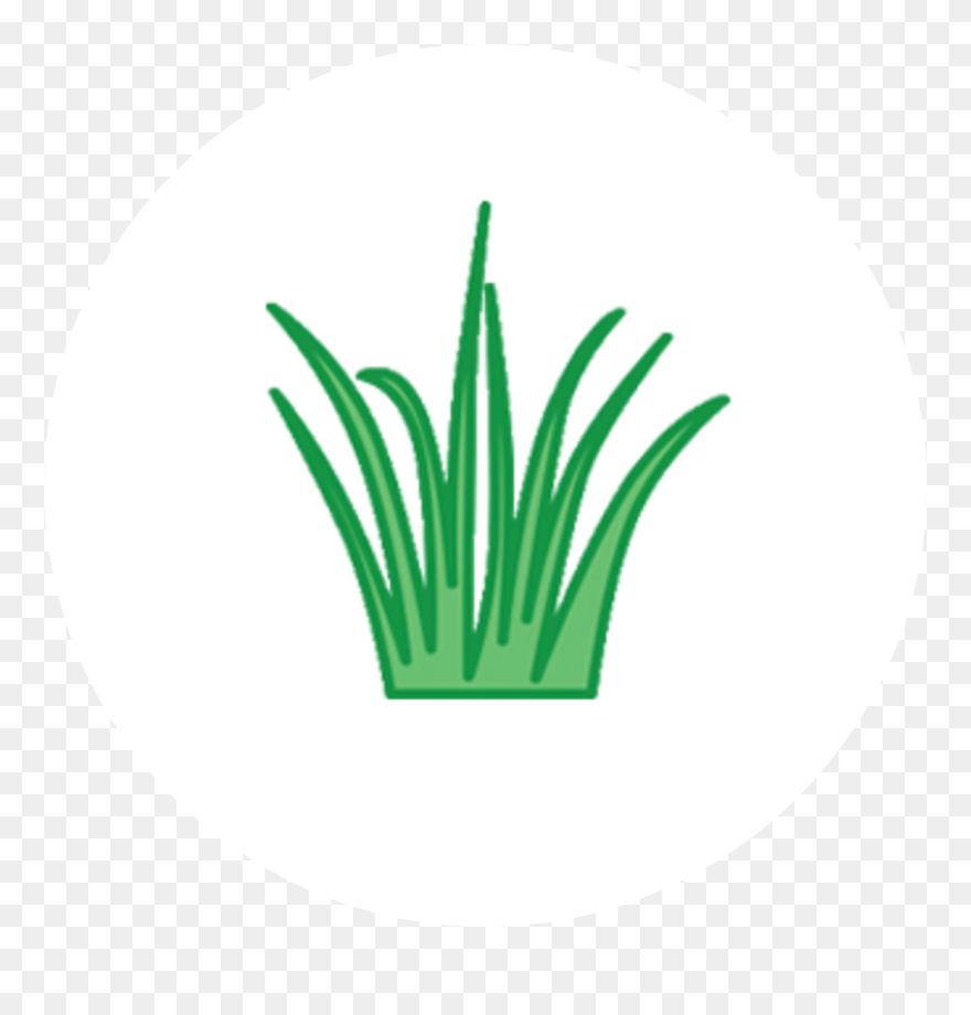 Wheatgrass - Grass Clipart