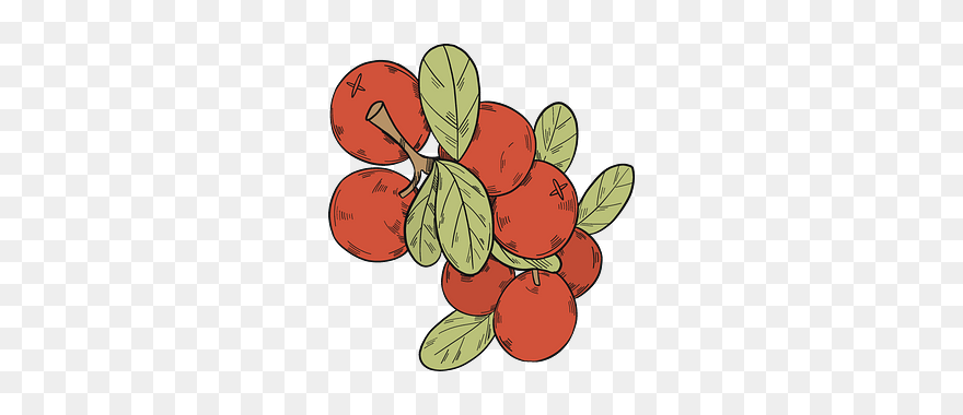 Cranberries Clipart - Png Download