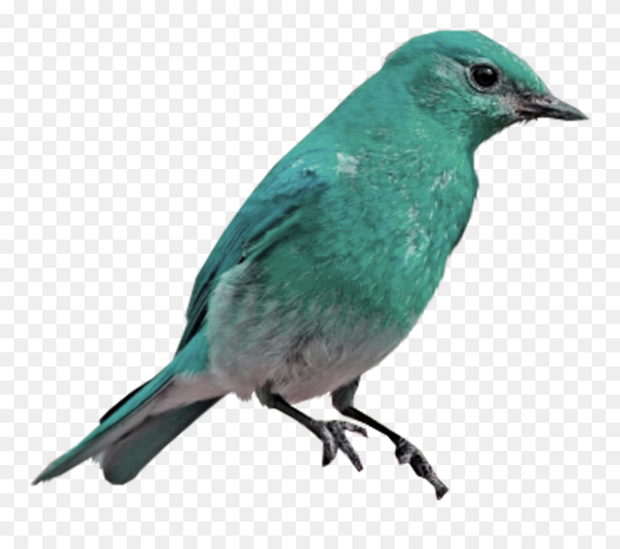 Mountain Bluebird Western Bluebird Eastern Bluebird - Blue Bird Png Clipart