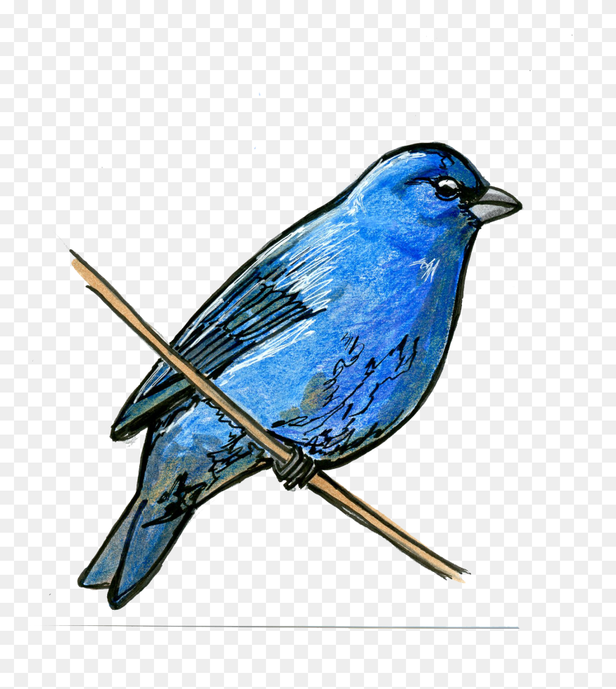 Indigo Bunting Â - Indigo Bunting Clip Art - Png Download