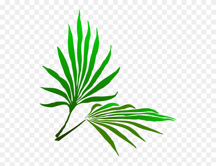 Sukkot Clip Art - Palm Frond Clip Art - Png Download
