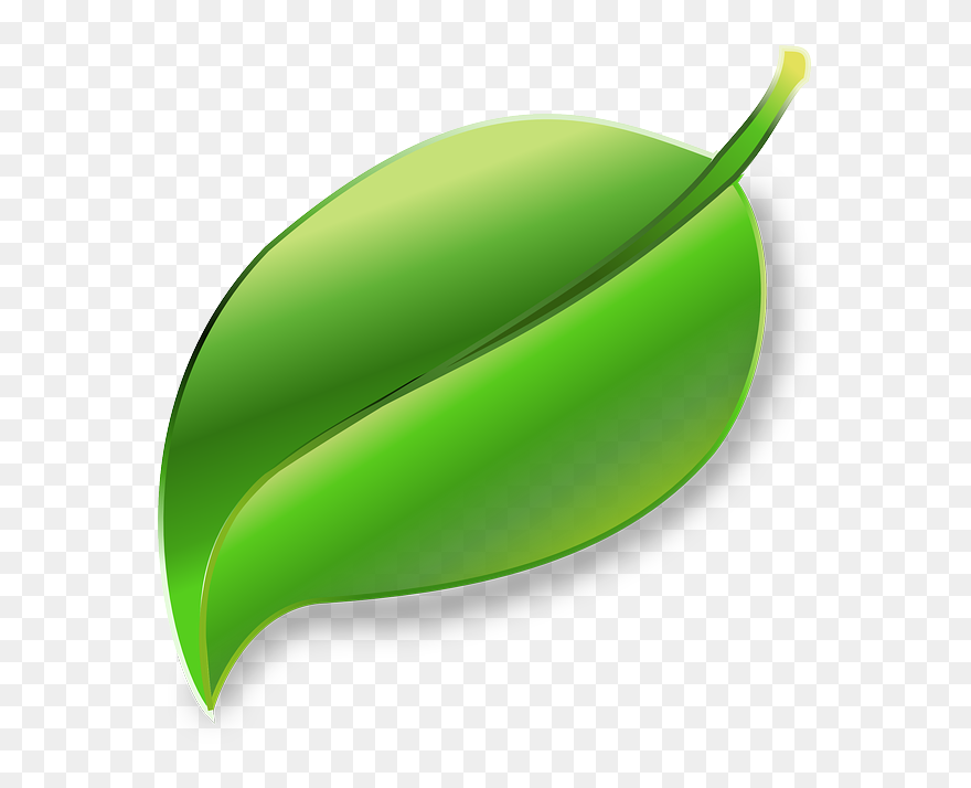 Leaf, Plant, Ecology, Environment - Daun Clipart - Png Download