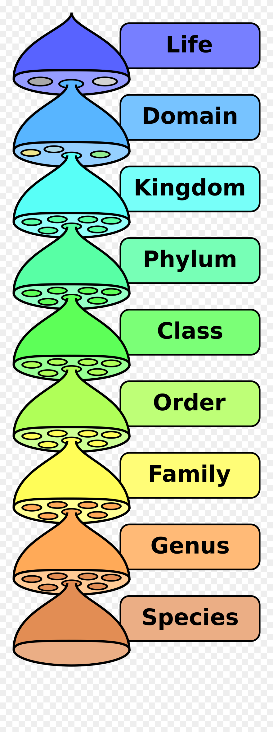 Transparent Hierarchy Clipart - Hierarchy Of Classification - Png Download