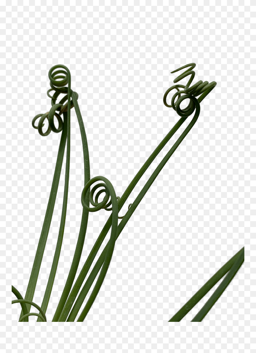 Albuca Spiralis "frizzle Sizzle" Clipart