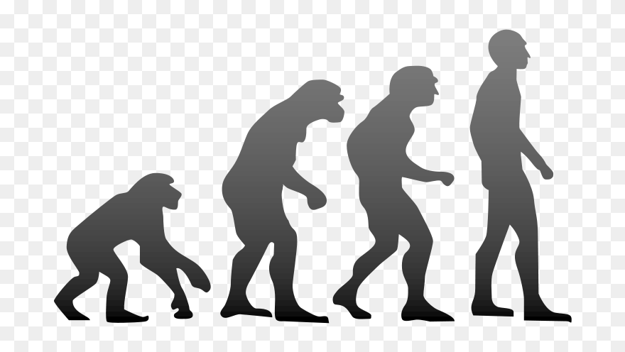 800px-human Evolution - Svg - Evolution Of Humans Clipart