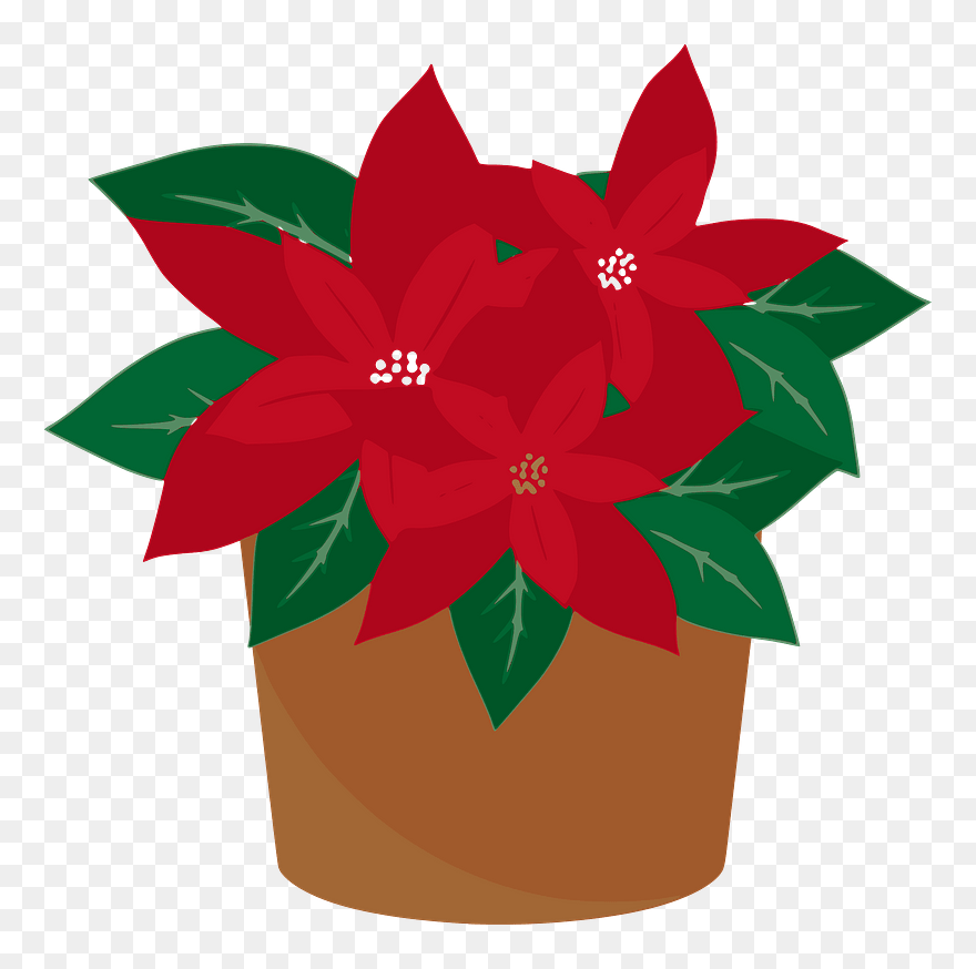 Alan Speak Poinsettia Clipart - Christmas Poinsettia Flower Transparent Background - Png Download